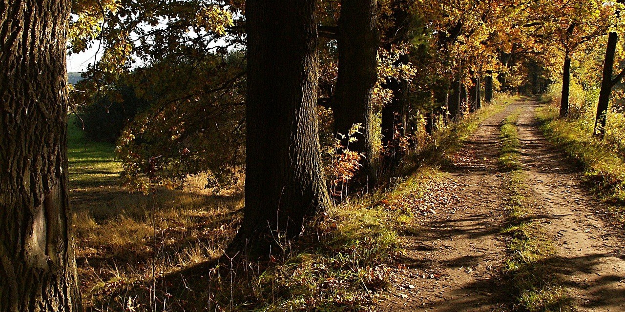 Alte Eichenallee an einem Weg im Herbst
